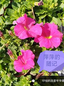 萍萍txt