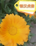 懒汉夫妻